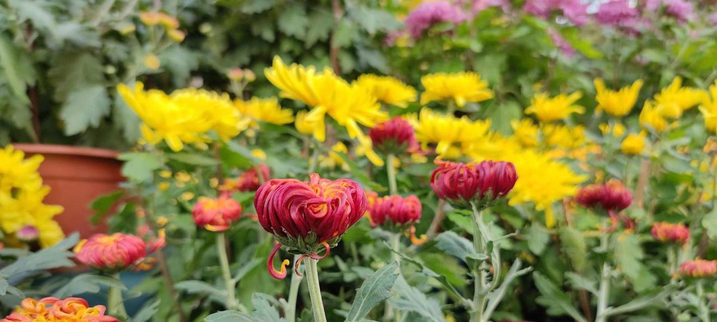 野山菊花的花语有何深意？如何种植？
