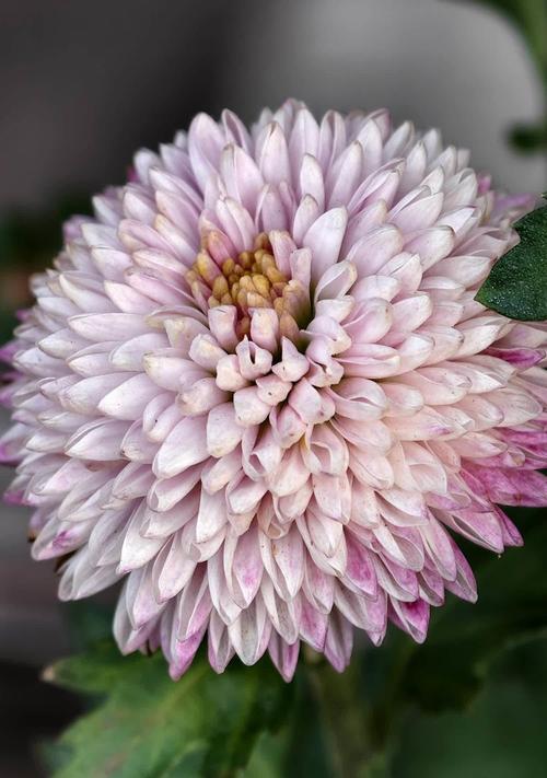 野山菊花的花语有何深意？如何种植？