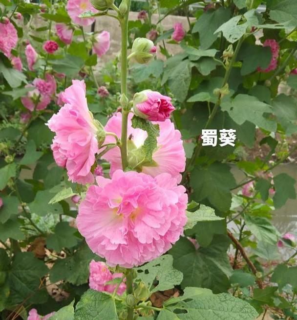 蜀葵的花语花意是什么？如何表达？