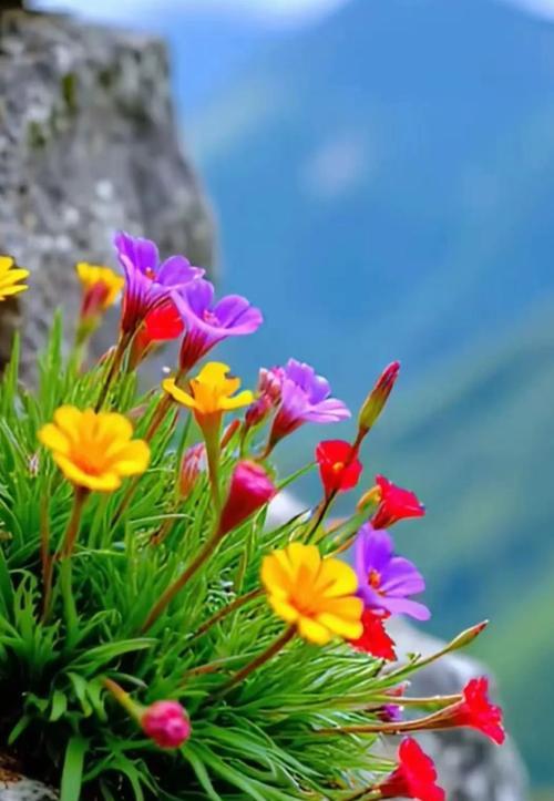 小麦秆菊花的花语是什么？如何欣赏？