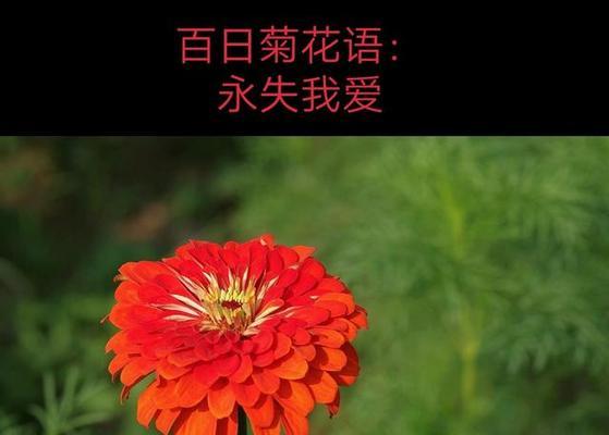 小麦秆菊花的花语是什么？如何欣赏？