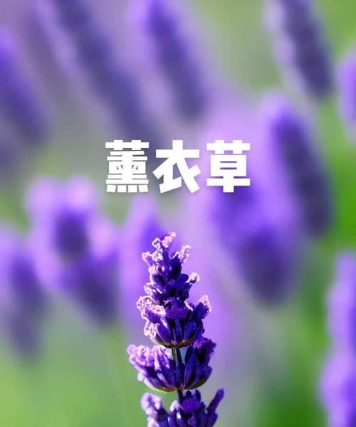 花语为光的花是什么？有哪些代表性的花卉？