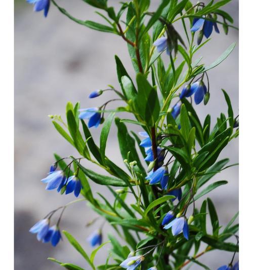 野蓝铃的花语有何深意？它象征着什么？