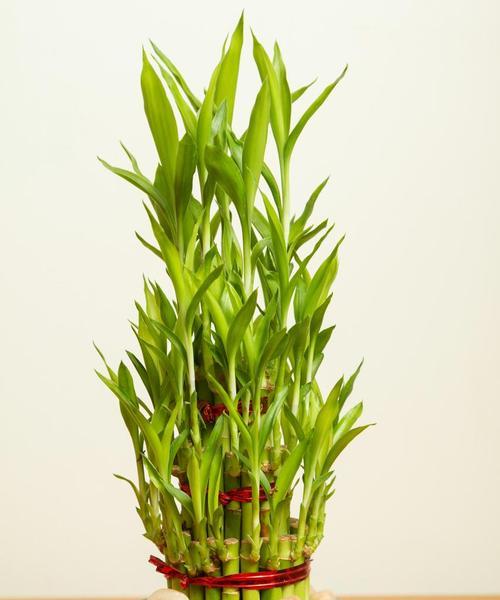 花语是丑的花有哪些？它们的花语代表什么？