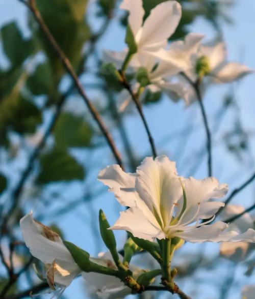 花语是丑的花有哪些？它们的花语代表什么？