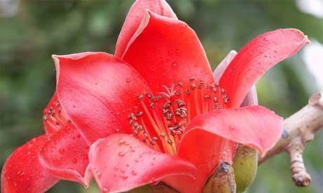 鸡金草的花语是什么？它在花语中有什么寓意？