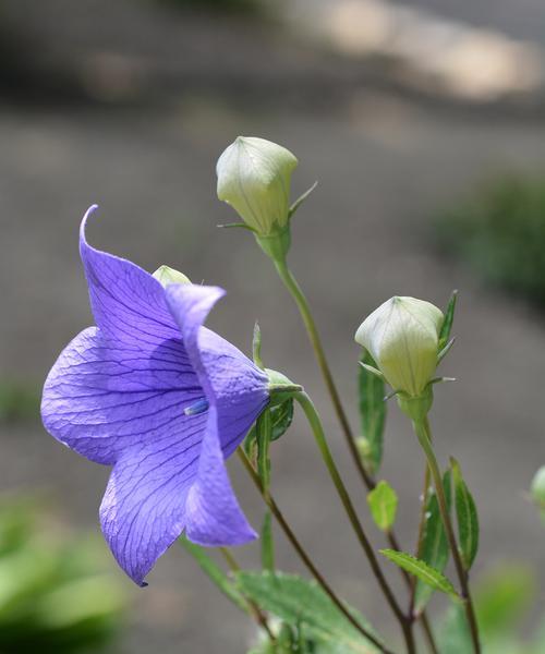 不凋花的花语有何特别之处？它象征着什么？