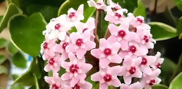 心形球兰花语是什么？它在花语中代表什么？