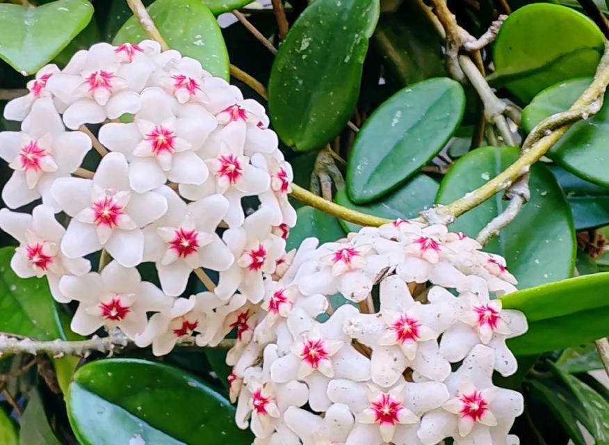心形球兰花语是什么？它在花语中代表什么？