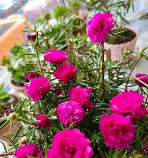 钝叶牡丹的花语是什么？它象征着什么？