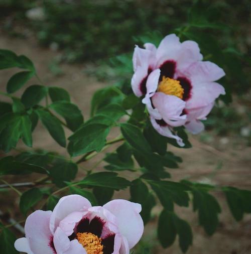 钝叶牡丹的花语是什么？它象征着什么？