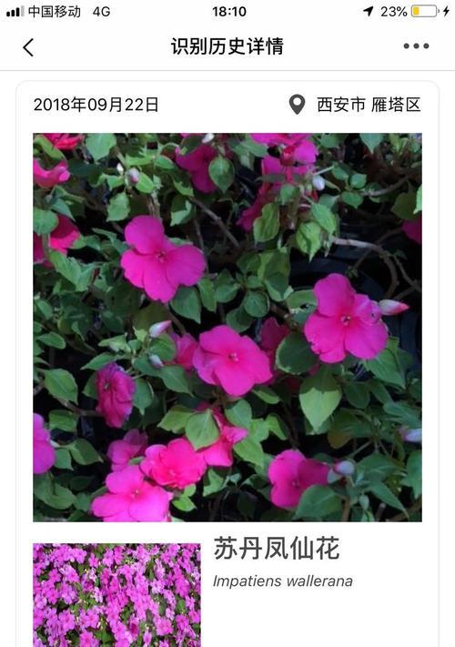 何氏凤仙的花语是什么？它在花语中有什么含义？