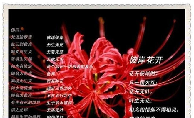 25朵花的花语是什么？它们各自代表什么意义？