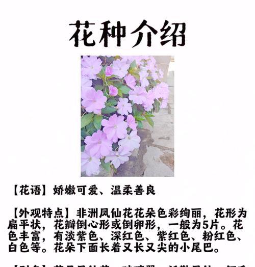玫瑰凤仙的花语是什么？它在花语中象征着什么？
