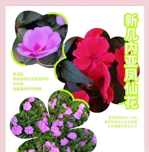 玫瑰凤仙的花语是什么？它在花语中象征着什么？