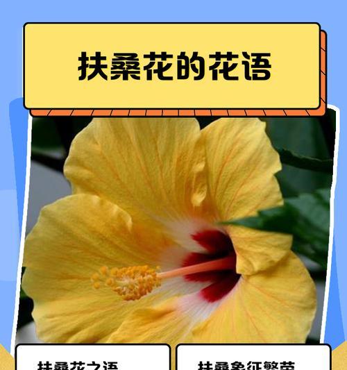 花语是风的花有哪些？它们的花语代表什么？