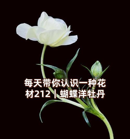 水溶牡丹的花语是什么？它在花语中有什么寓意？