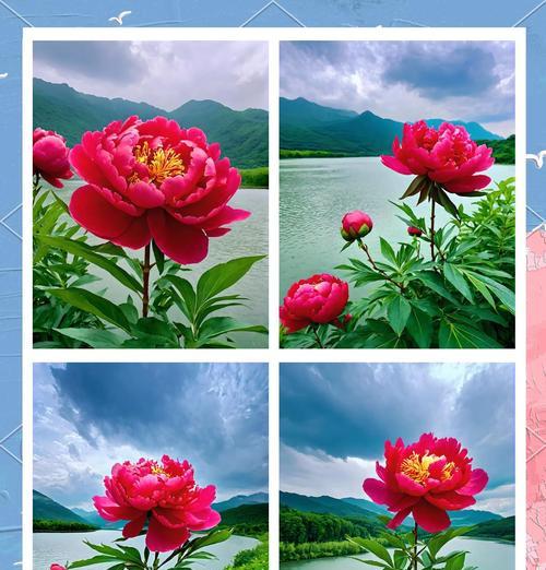 水溶牡丹的花语是什么？它在花语中有什么寓意？