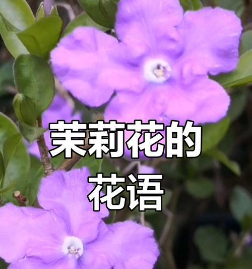 大花茉莉的花语是什么？如何表达爱意？