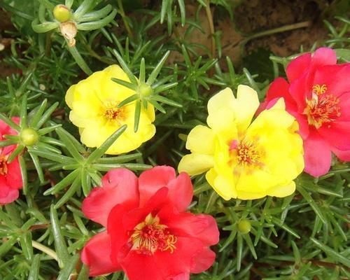 洋马齿苋花语代表什么？适合哪种场合赠送？