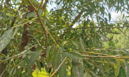 柳树叶子的花语有何特别之处？如何正确解读？