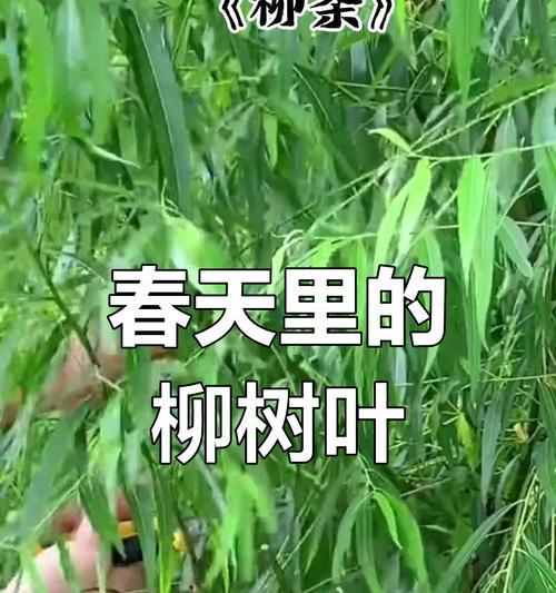 柳树叶子的花语有何特别之处？如何正确解读？