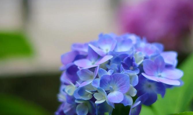 琇球花的花语是什么？它在传统花语中代表什么？