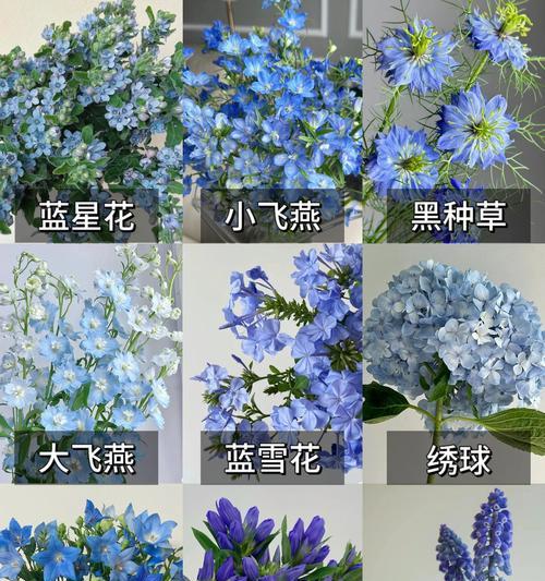 琇球花的花语是什么？它在传统花语中代表什么？
