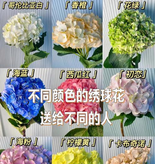 琇球花的花语是什么？它在传统花语中代表什么？