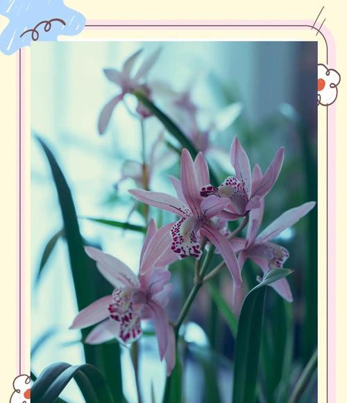 兰花的花语有何独特之处？如何挑选合适的兰花？