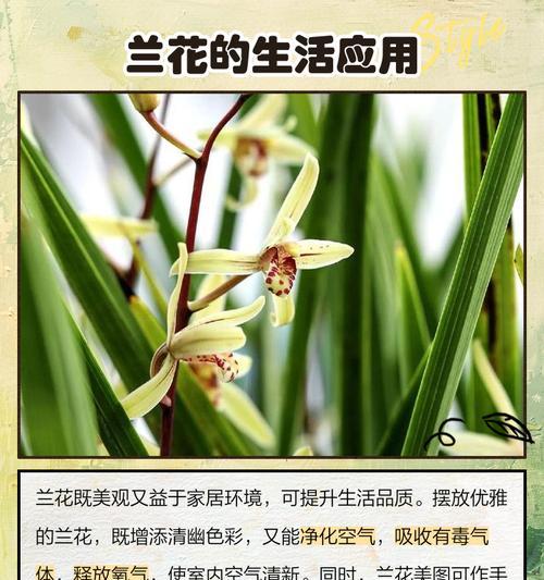 兰花的花语有何独特之处？如何挑选合适的兰花？