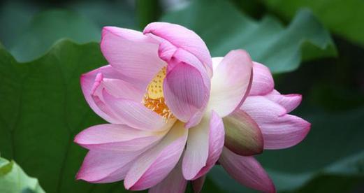 小赖瓜花的花语代表什么？它在花语中有什么象征意义？