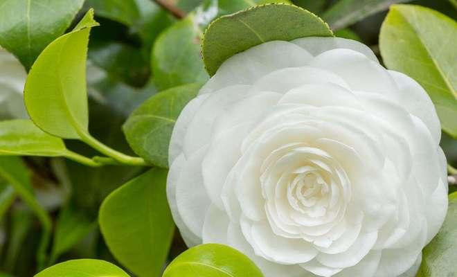 小赖瓜花的花语代表什么？它在花语中有什么象征意义？