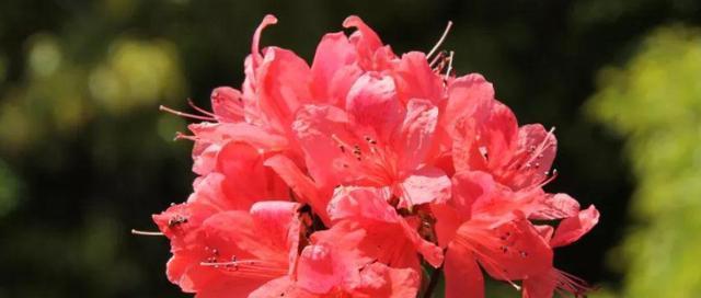 红杜鹃花的花语是什么？它在花语中传递了哪些信息？