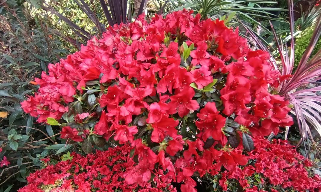 红杜鹃花的花语是什么？它在花语中传递了哪些信息？