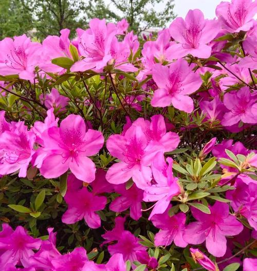 红杜鹃花的花语是什么？它在花语中传递了哪些信息？
