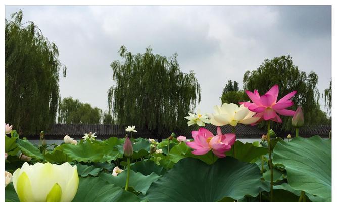 胡姬花的花语有哪些？它在花语文化中扮演什么角色？