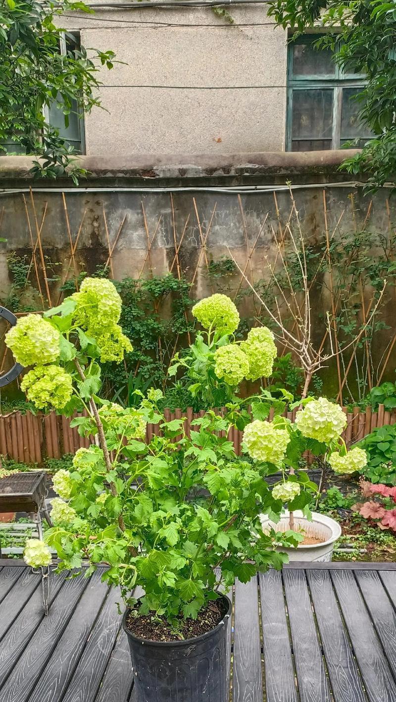 绣球花的绿色花语是什么？它在花语中有什么特别含义？