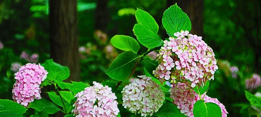 绣球花的绿色花语是什么？它在花语中有什么特别含义？