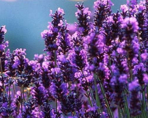 薰衣花的花语代表什么？它在花语中象征着什么？
