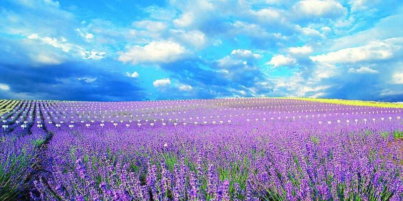 薰衣花的花语代表什么？它在花语中象征着什么？