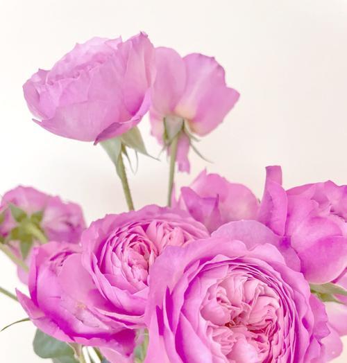 绯玉红花的花语是什么？它在花语中传递了哪些情感？