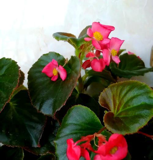 绯玉红花的花语是什么？它在花语中传递了哪些情感？