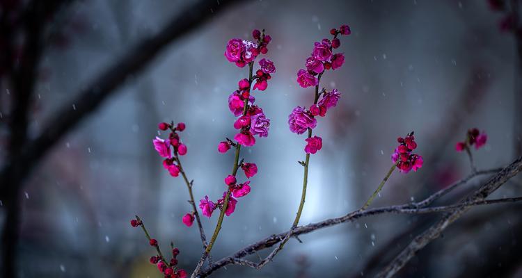 小对红花的花语是什么？它在花语中有什么特别意义？