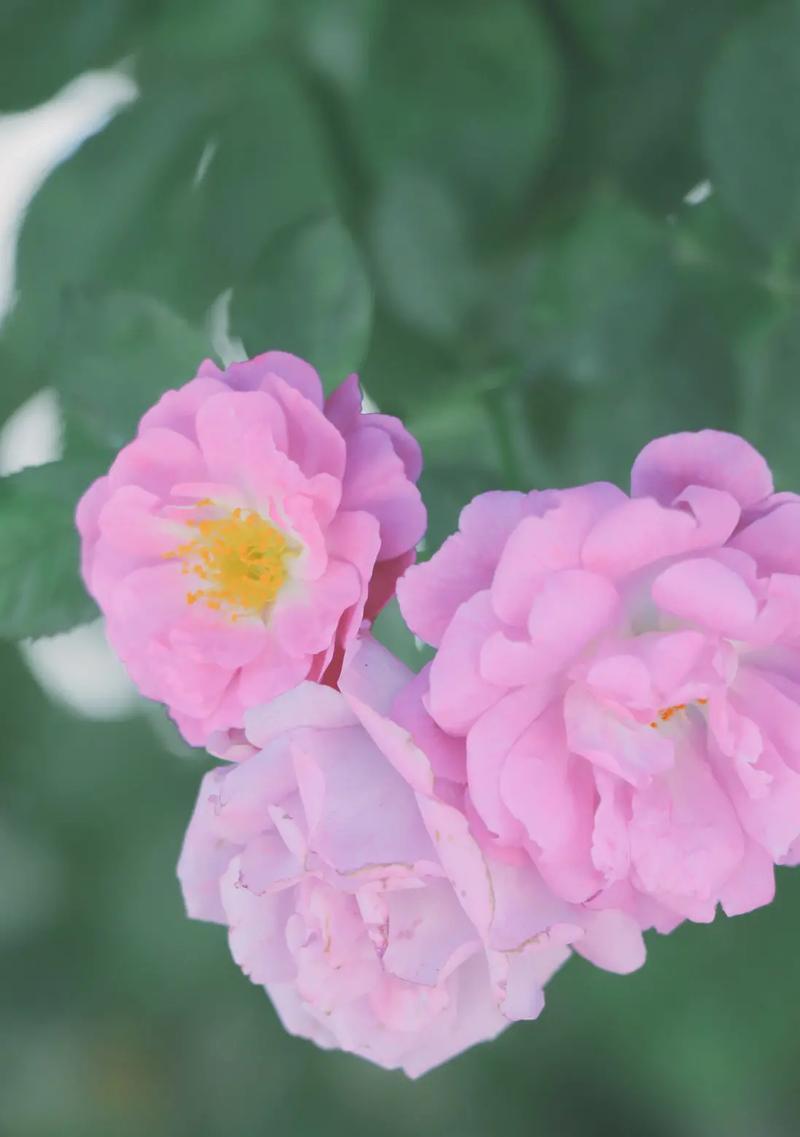 安妮花的花语有哪些？它在花语中代表了什么？