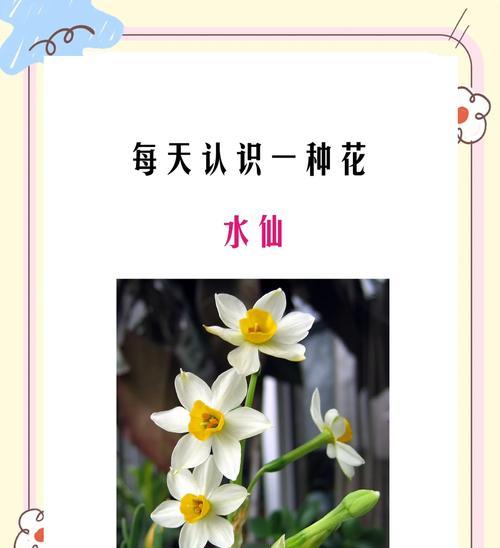 水仙花的花语是什么？它在花语中有什么寓意？