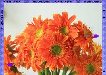 福郎花的花语有哪些？它在花语中象征着什么？