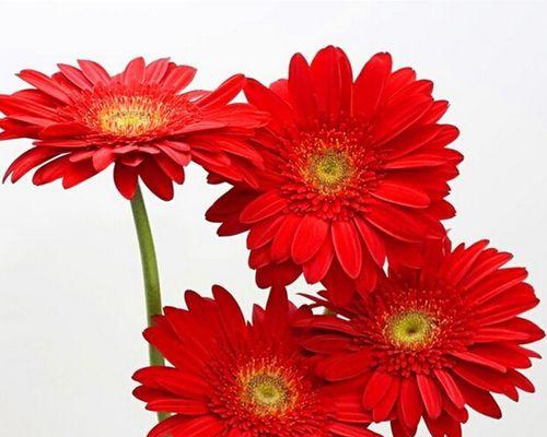 福郎花的花语有哪些？它在花语中象征着什么？