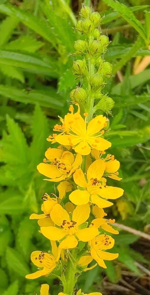 龙芽花的花语代表什么含义？