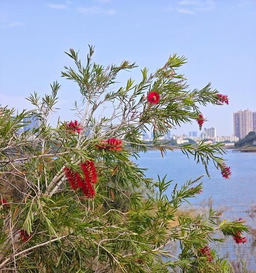 爬山虎花的花语有何寓意？